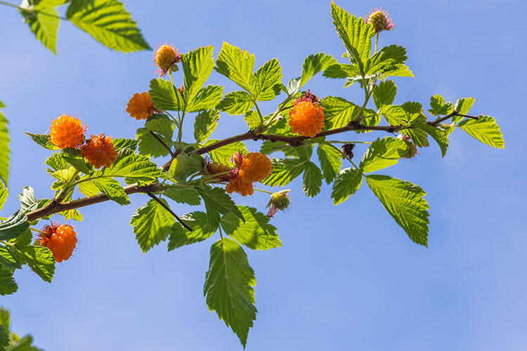 Ripe berries on a leafy, green branch.