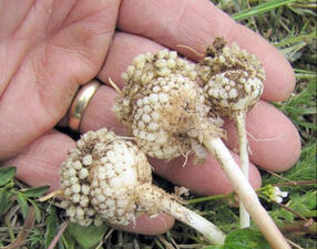 Person's hand holding the tops of three riceroot lily plants, still planted in the ground.