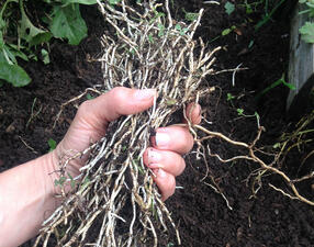 Person's hand holding plant roots fresh from the ground, still covered in dirt.