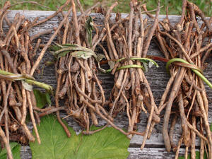 Four bundles of plant roots.