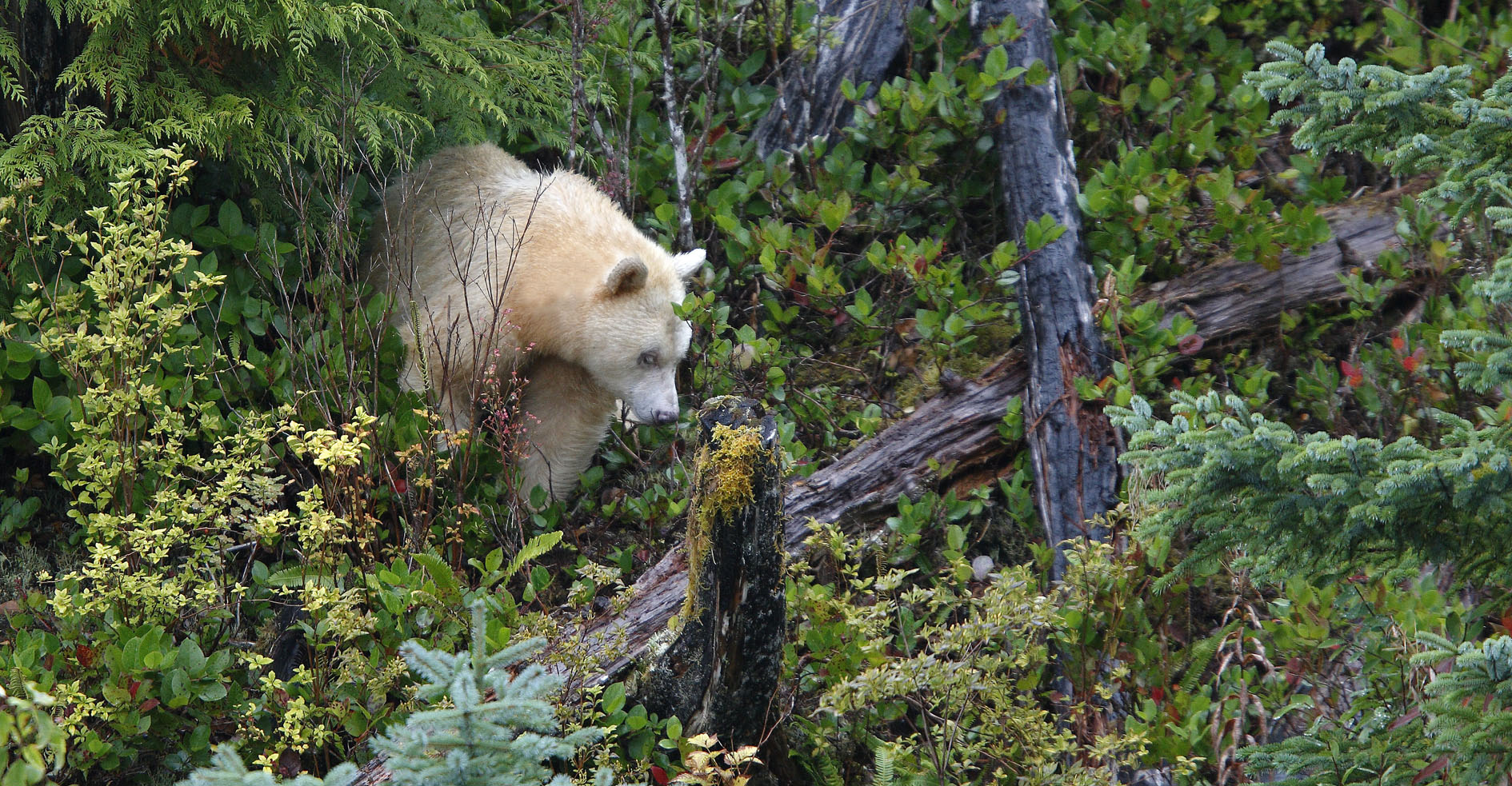 tsimshian-bear