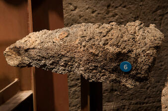 A basalt tablet, a specimen with a number six marker on it, in the Museum’s Hall of Planet Earth. Appears as long bumpy pitted section of rock.