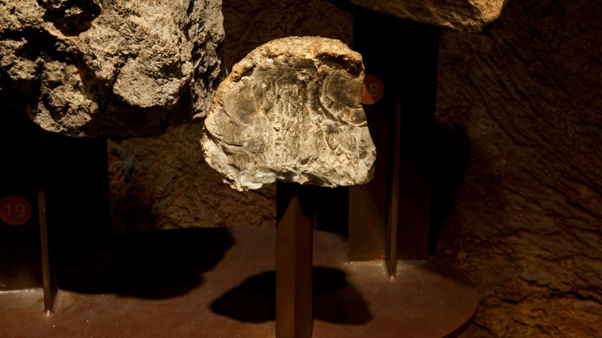 A white-ish rock specimen with a bumpy surface attached on the bottom to a metal post which is attached to a metal base with an exhibition number "19."