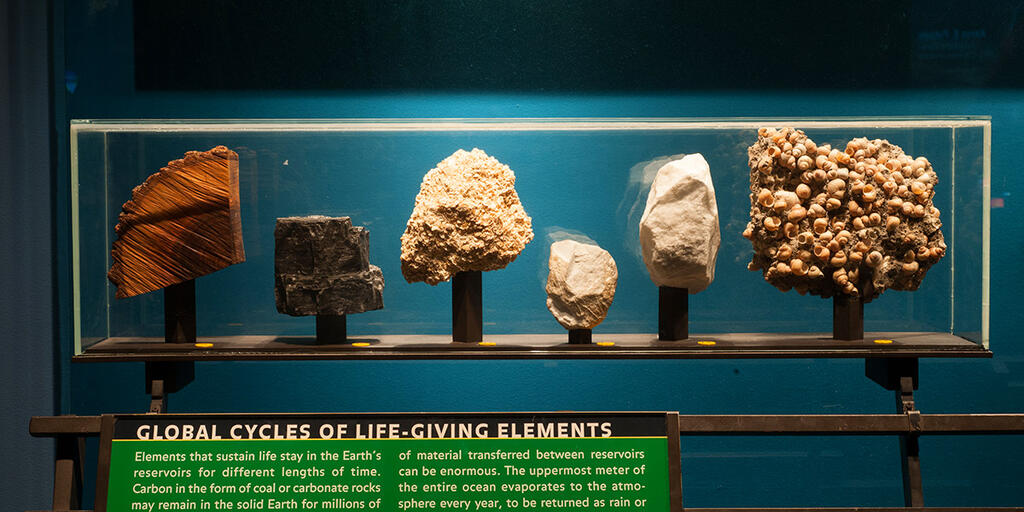 american museum of natural history