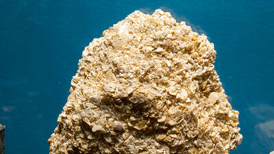 Coquina AMNH