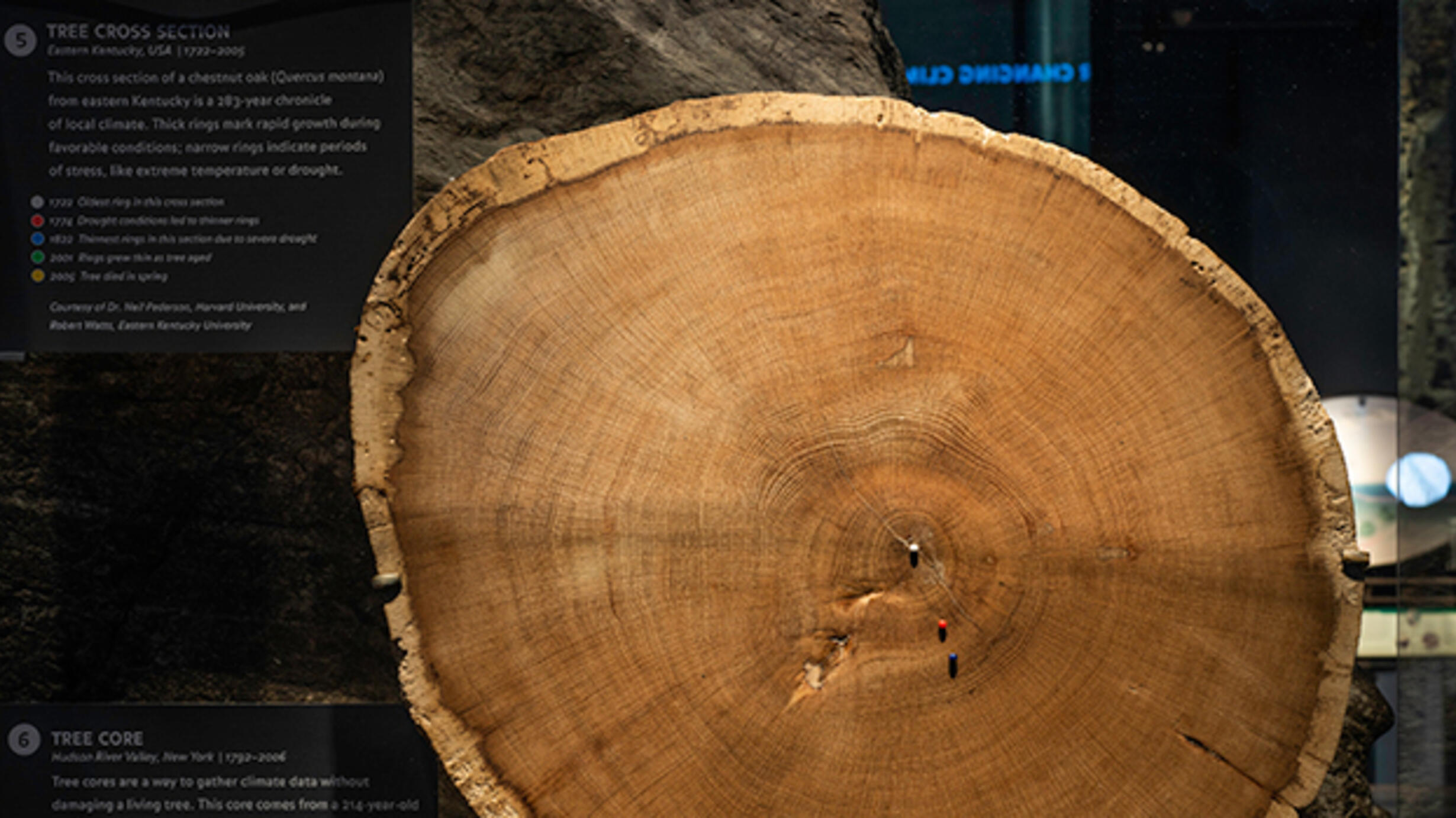 Cross-section of tree with visible rings from Hall of Planet Earth