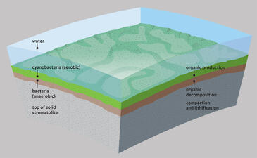 Stromatolite Cross-Section_ILL