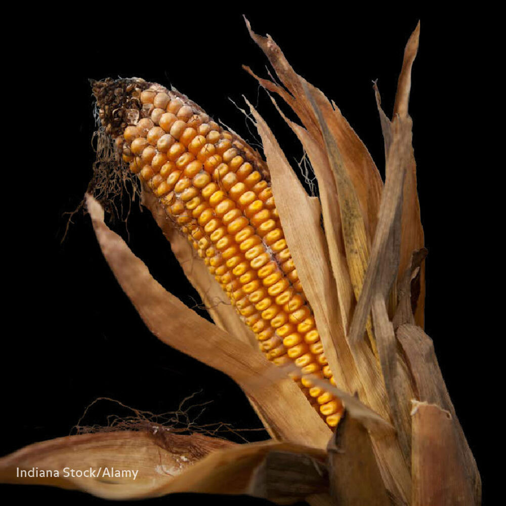 Damaged, dried looking corn.