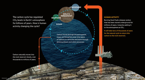 Diagram representing the connections between the different parts of the carbon cycle