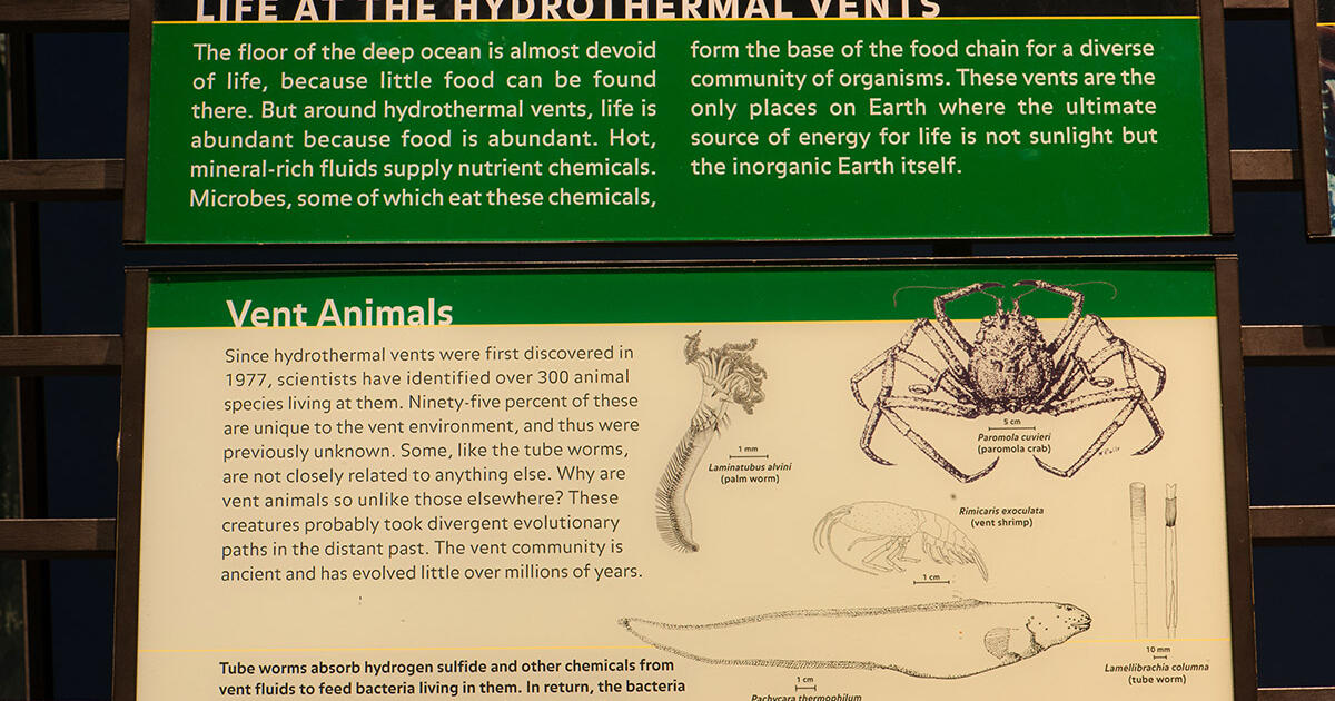 american museum of natural history