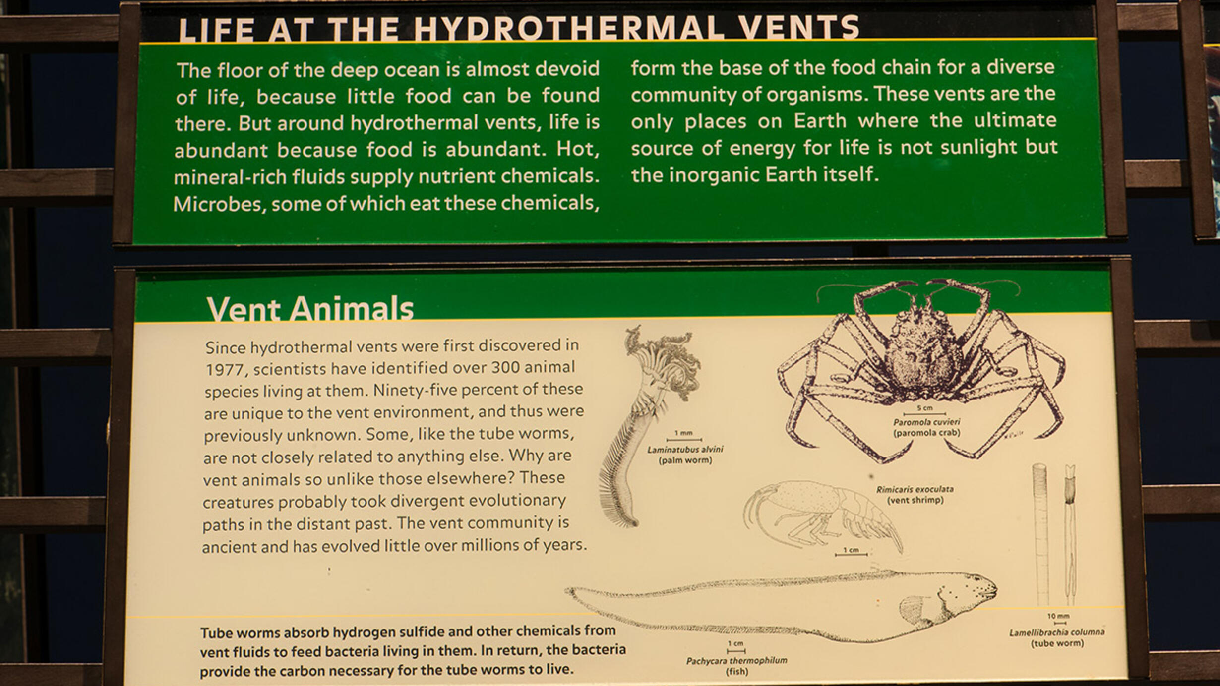 Life at the hydrothermal vents