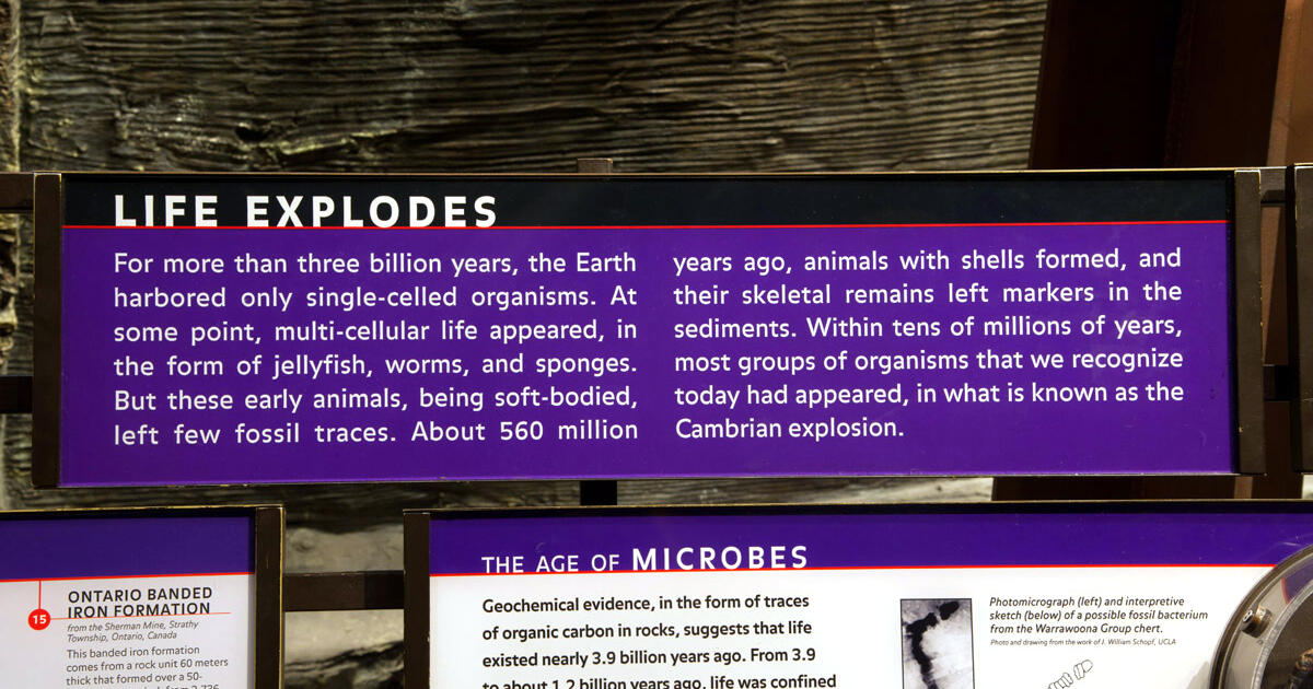 american museum of natural history
