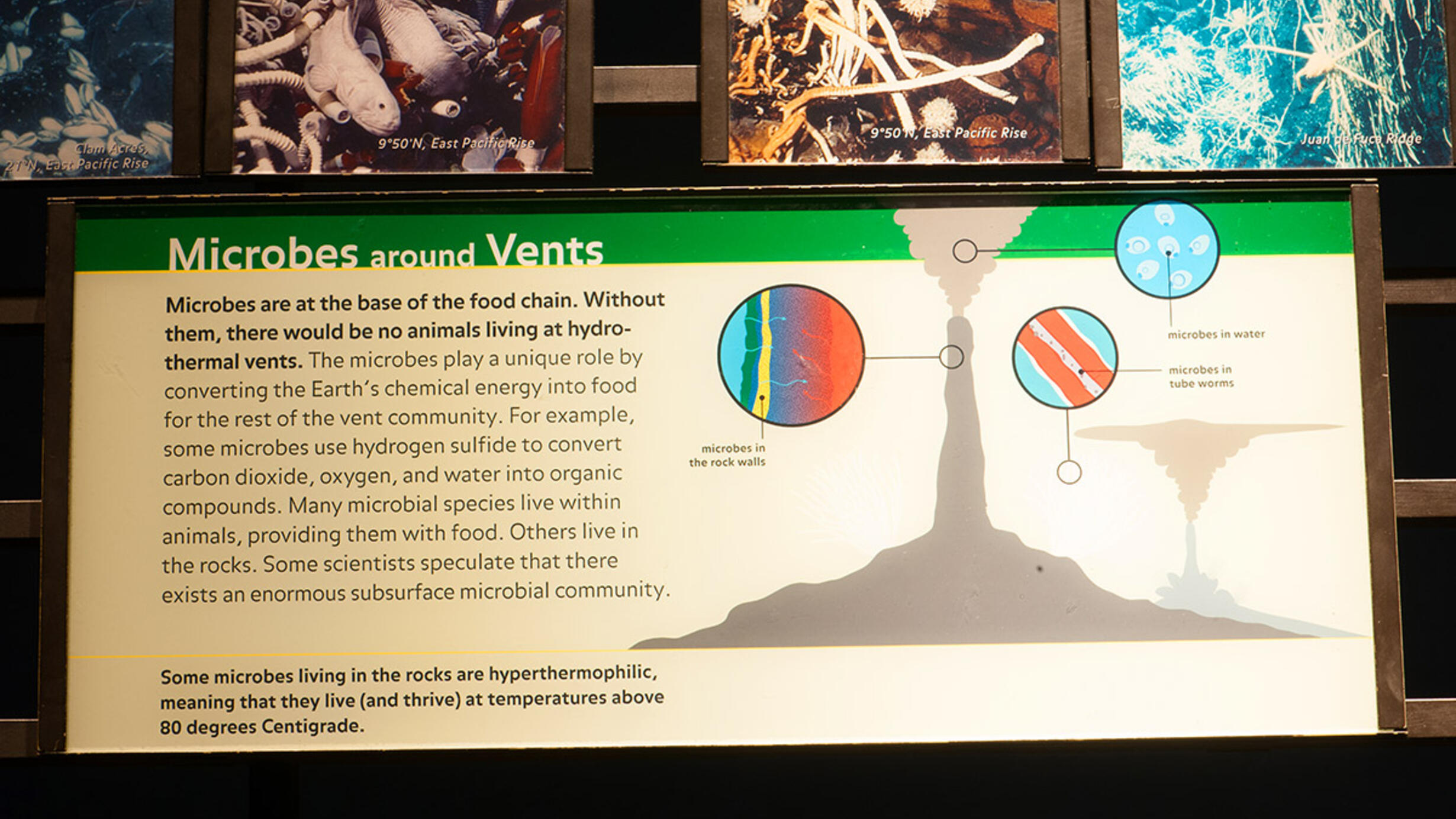 Microbes Around Vents