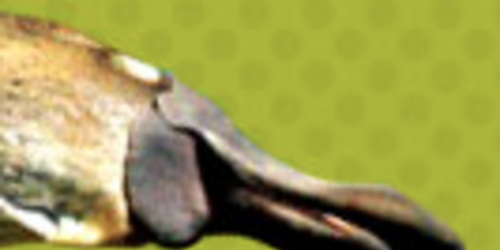 Platypus | AMNH Platypus | AMNH