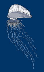 Illustration of a Portuguese Man-of-War underwater, with it's long tentacles trailing behind it.