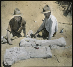 Two men in large hats sit on desert sand and examine fossil rib.