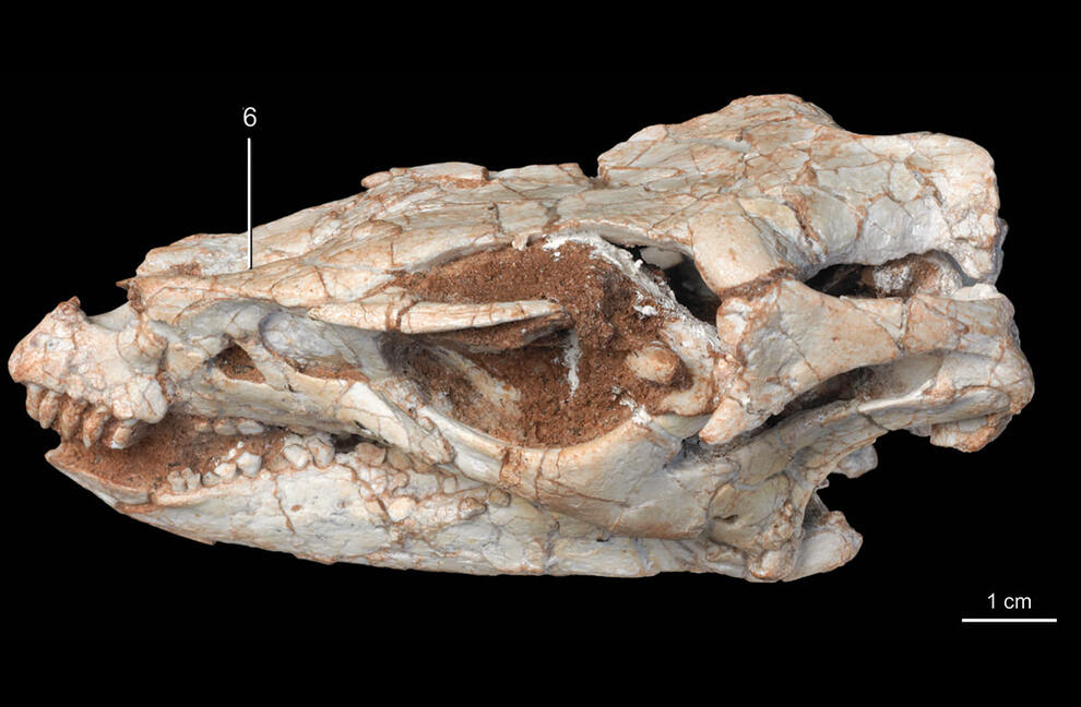 Skull fossil specimen marked for research.