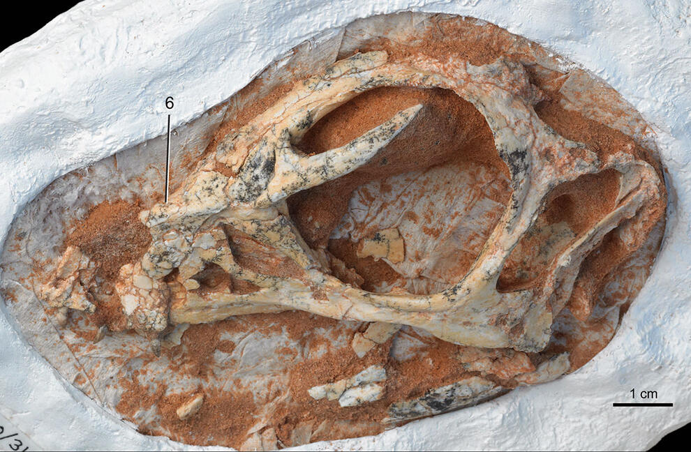 Skull fossil specimen marked for research.