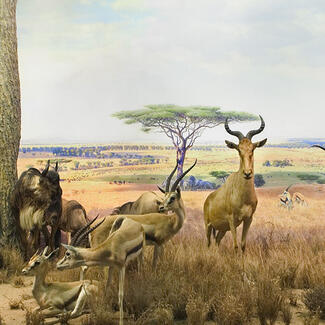 Museum diorama depicting Serengeti plain with life-sized models of gazelles, antelopes, wildebeest, zebras, and other mammals.