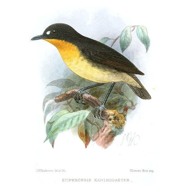 Illustration of the eastern forest robin, small bird with yellow belly and black face and wings, sitting on a tree branch.