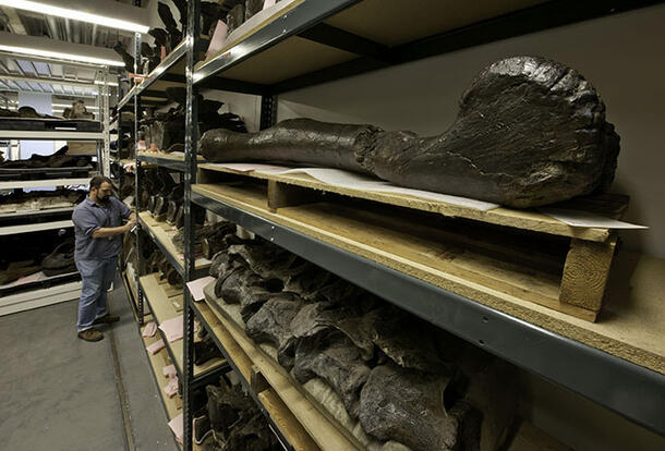 Man standing among tall metal shelves housing various large fossil specimens. 