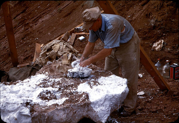 Man leans over a fossil block, dipping his hands into white substance to cover the specimen in.