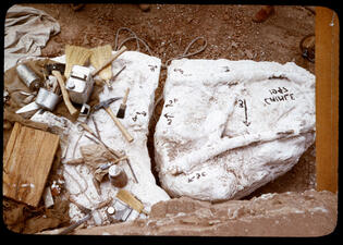 Large fossil specimen block covered in plaster and handwritten markings, with excavation tools scattered on top as well.