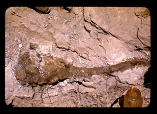 Glazed liquid on a fossil specimen among rocks.