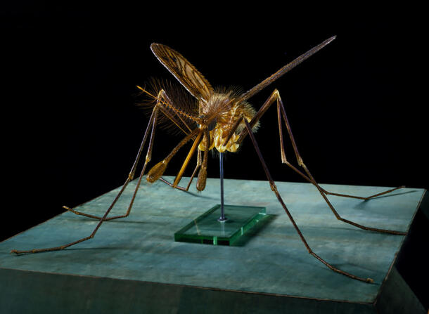 Large model of an Anopheles mosquito, 75 times normal size of the insect.