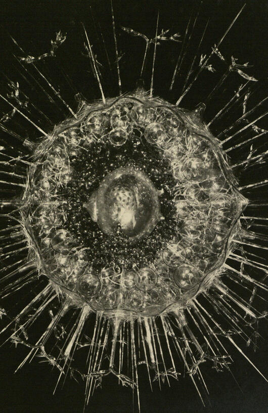 Glass model of a microbe, shaped like a radial circle.