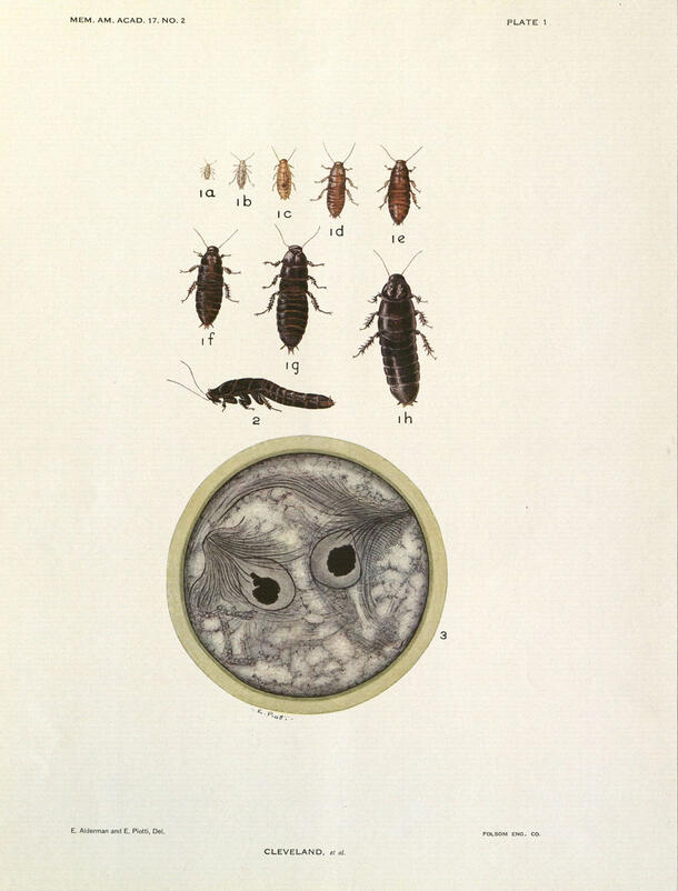 Illustrations of termites and wood roaches of various sizes. 