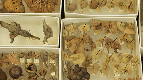 Close-up of specimens pinned in boxes.