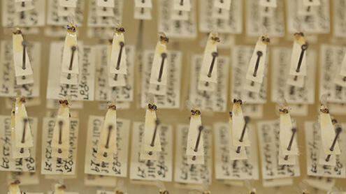 Close-up of three rows of pinned samples with handwritten labels under each pin. 