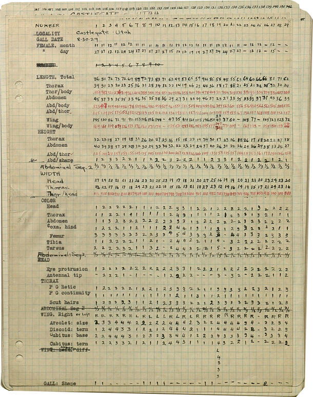 Rows of handwritten data on gridded paper with rows of numbers indicating size of each specimen's body parts. 