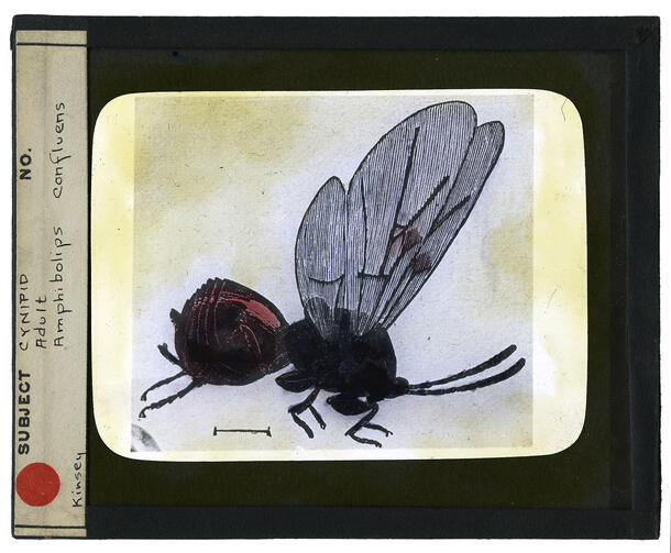 Gall wasp specimen under a slide, labeled on left: Subject: Cynipid Adult Amphibolips confluens. Kinsey. 