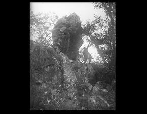 Alfred Kinsey standing on cliff beside large rock, reaching one hand toward a tree.