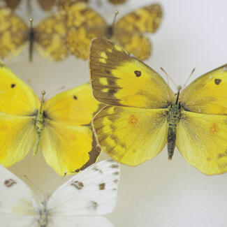 Five pinned butterfly specimens in a box, with two larger colorful butterflies at the center.