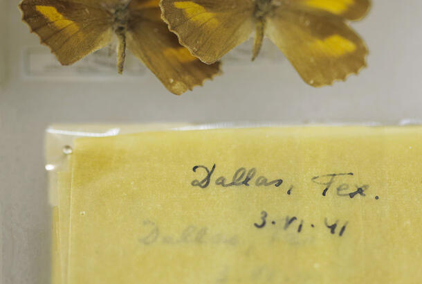 Label reading "Dallas, Tex. 3.VI.41" beneath two pinned butterfly specimens.
