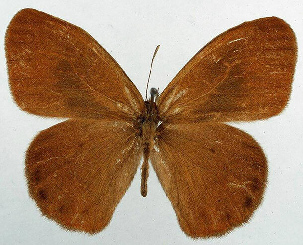 Single, dark-colored butterfly specimen.