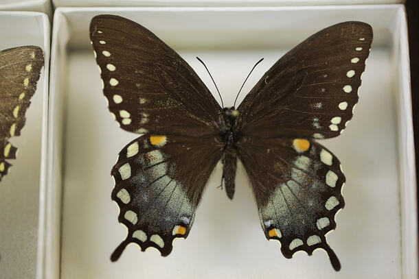 Single, dark colored butterfly specimen with light dots around the edges of the wings.