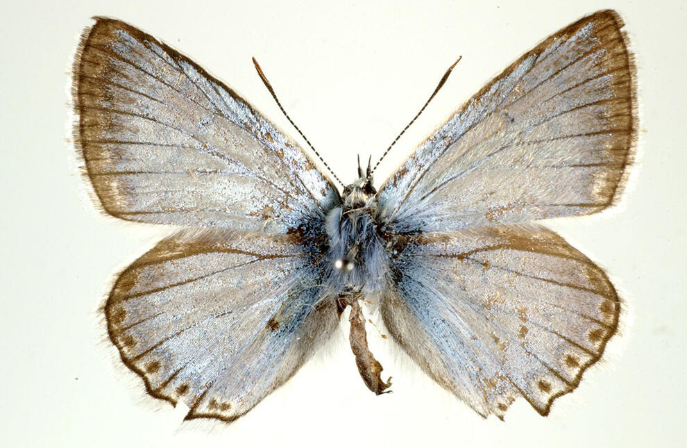 Single butterfly specimen, Lysandra cormion, light colored with darker dots around the edges of the wings.