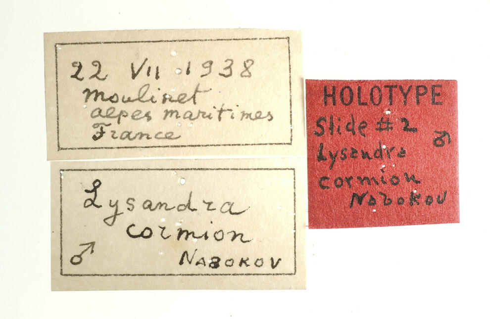 Three labels from left to right reading "Moulinet alpes maritimes France", "Holotype Slide #2 Lysandra cormion Nabokov" and "Lysandra cormion."