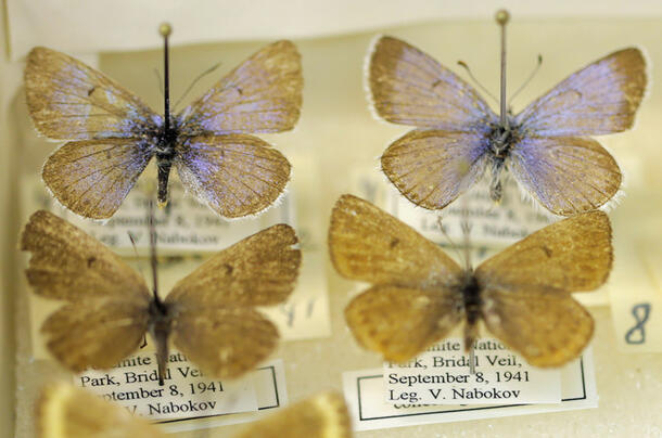 Four pinned butterfly specimens, neatly organized in a box with labels beneath each one reading "September 8, 1941 Leg. V Nabokov."