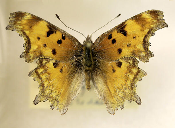 Single pinned butterfly specimen with light color, dark spots, and irregular wing edges.