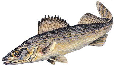 Illustration of a fish. 