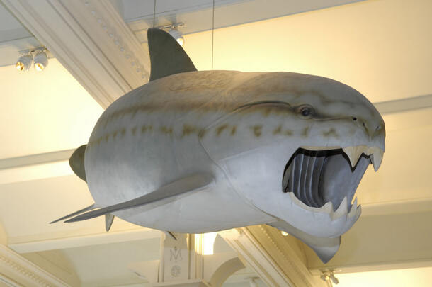 Model of a large armored fish with open mouth and sharp teeth hanging from the ceiling.