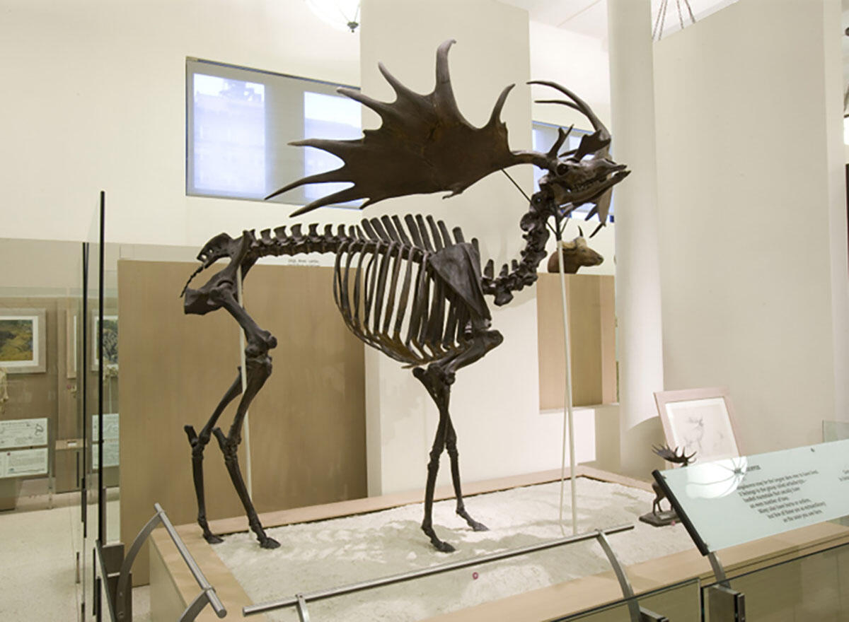 Fossil skeleton of Irish elk on display in Museum in Hall of Advanced Mammals.Il