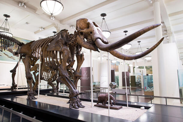 Mastadon fossil on display in Museum gallery.