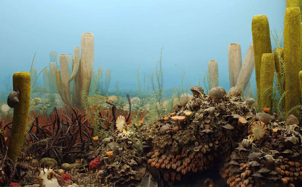 Museum diorama depicting the ocean floor in the Permian period, including brachiopods, bryozoans, sponges and microbial mats in a reef scene.