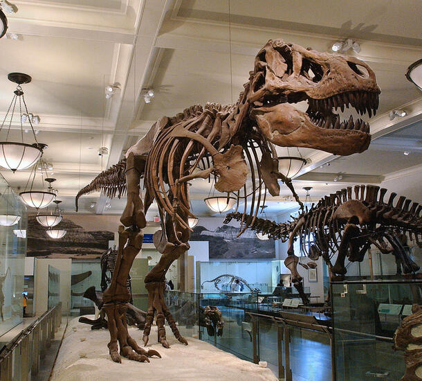 Tyrannosaurus rex fossil on display in Museum gallery.